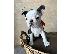 PoulaTo: Boston Terrier – θηλυκό κουτάβι